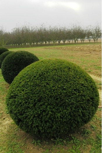 Тис ягідний ТОПІАР Куля | Taxus Baccata Topiar Ball | English Yew Topiary Ball